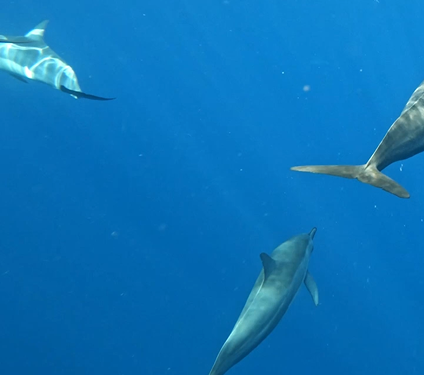 Energy Efficiency - Industrial plant infrastructure